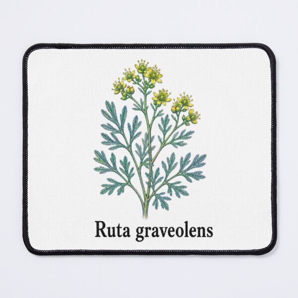 Item preview, Ruta graveolens – Officinal street designed and sold by JOANNASKAH.