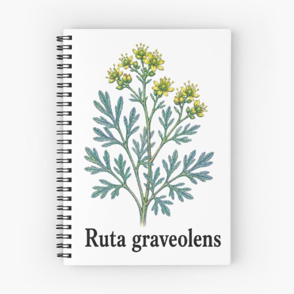 Item preview, Ruta graveolens – Officinal street designed and sold by JOANNASKAH.