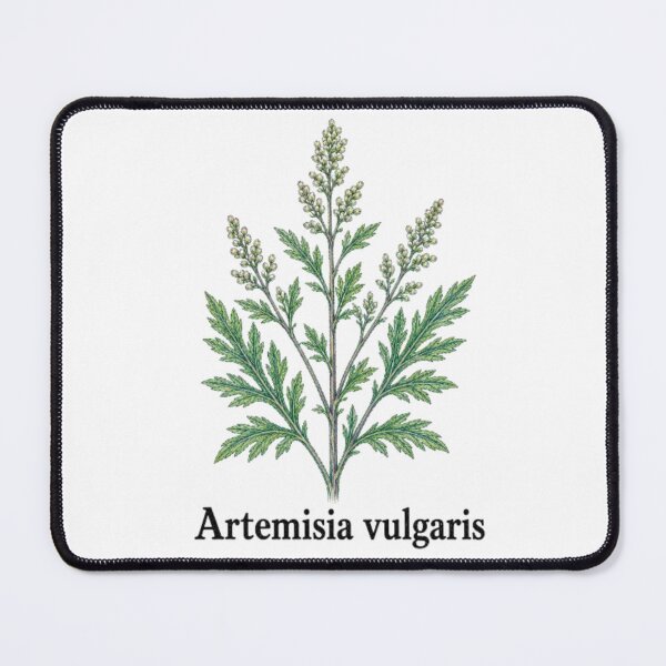 Item preview, Artemisia vulgaris – Common Mugwort designed and sold by JOANNASKAH.