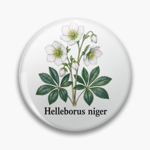 Item preview, Helleborus niger – Black hellebore designed and sold by JOANNASKAH.
