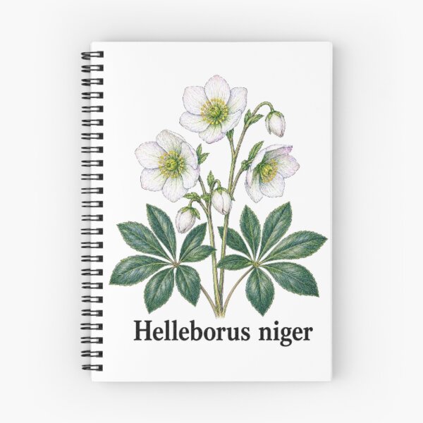 Item preview, Helleborus niger – Black hellebore designed and sold by JOANNASKAH.