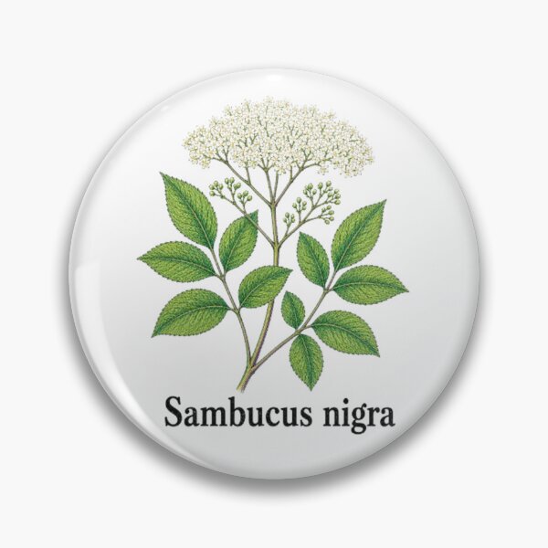 Item preview, Sambucus nigra – Black Elderberry designed and sold by JOANNASKAH.