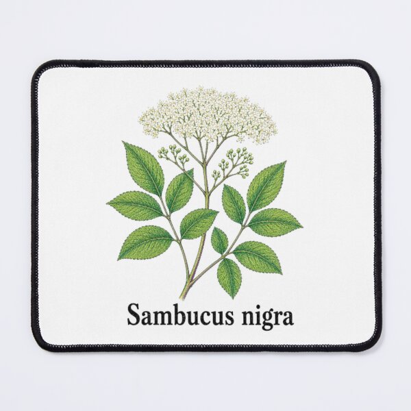 Item preview, Sambucus nigra – Black Elderberry designed and sold by JOANNASKAH.