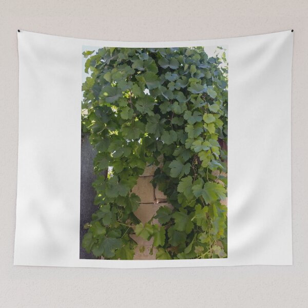 Item preview, Lush Green Grapevine Leaves Climbing Stone Wall in Sunlit Garden Vines and Foliage designed and sold by Nmallia.