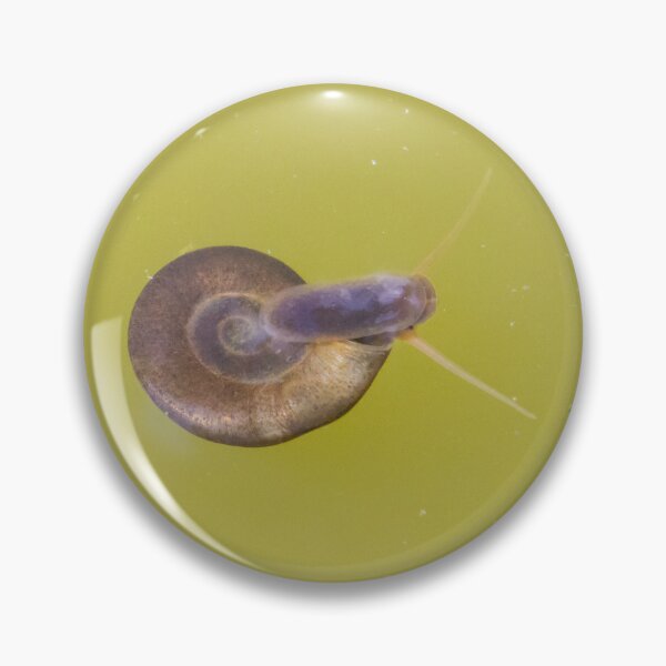 Item preview, Great Ramshorn Snail designed and sold by LaurenTucker.