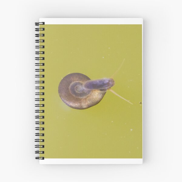 Item preview, Great Ramshorn Snail designed and sold by LaurenTucker.