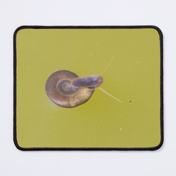 Item preview, Great Ramshorn Snail designed and sold by LaurenTucker.
