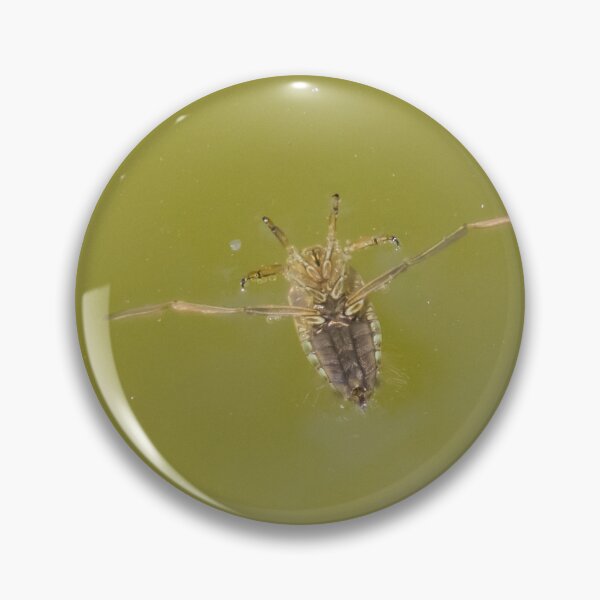 Item preview, Common Backswimmer designed and sold by LaurenTucker.