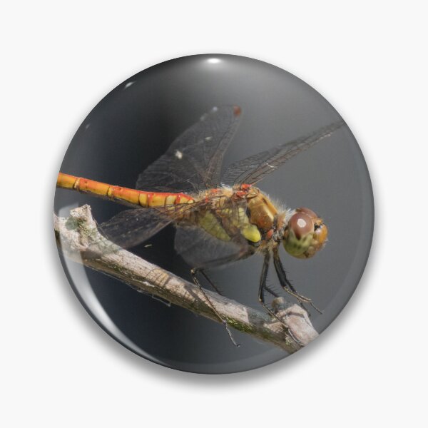 Item preview, Common Darter designed and sold by LaurenTucker.