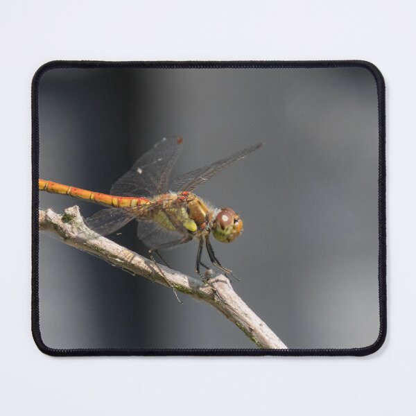 Item preview, Common Darter designed and sold by LaurenTucker.
