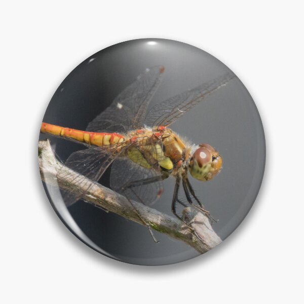 Item preview, Common Darter designed and sold by LaurenTucker.