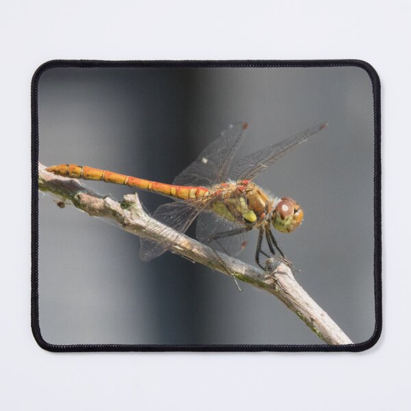 Item preview, Common Darter designed and sold by LaurenTucker.
