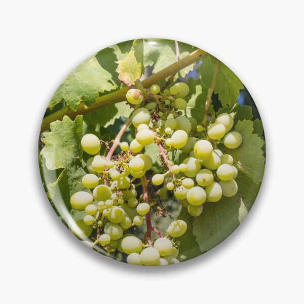 Item preview, Bunch of Green Grapes Hanging on Vine in Sunlit Vineyard Leaves Close-Up Summer designed and sold by Nmallia.