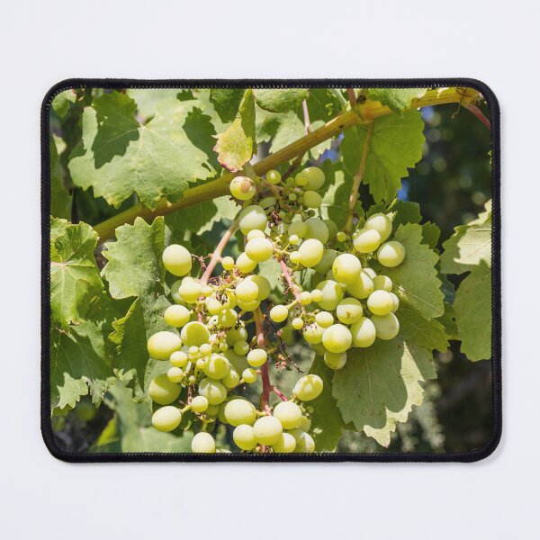 Item preview, Bunch of Green Grapes Hanging on Vine in Sunlit Vineyard Leaves Close-Up Summer designed and sold by Nmallia.
