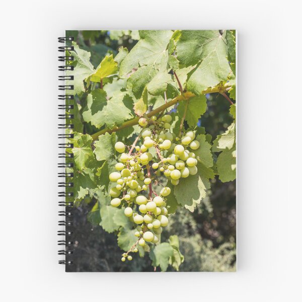 Item preview, Bunch of Green Grapes Hanging on Vine in Sunlit Vineyard Leaves Close-Up Summer designed and sold by Nmallia.