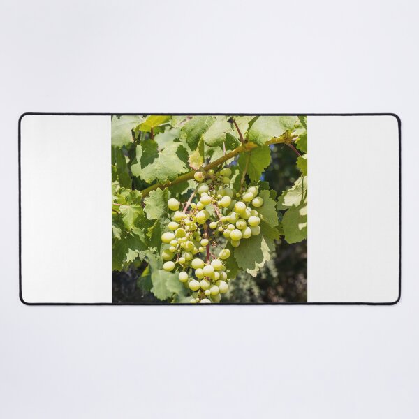 Item preview, Bunch of Green Grapes Hanging on Vine in Sunlit Vineyard Leaves Close-Up Summer designed and sold by Nmallia.