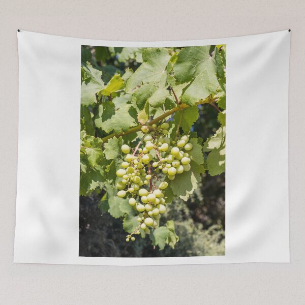 Item preview, Bunch of Green Grapes Hanging on Vine in Sunlit Vineyard Leaves Close-Up Summer designed and sold by Nmallia.
