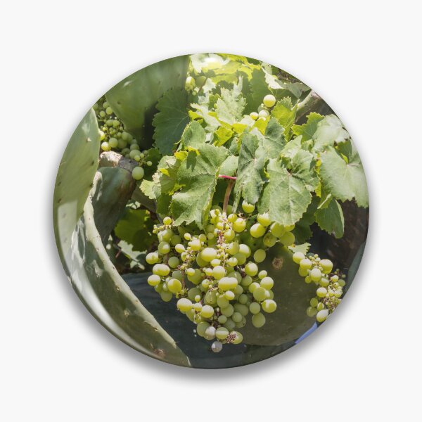 Item preview, Bunch of Green Grapes Hanging on Vine in Sunlit Vineyard Leaves Close-Up Summer designed and sold by Nmallia.