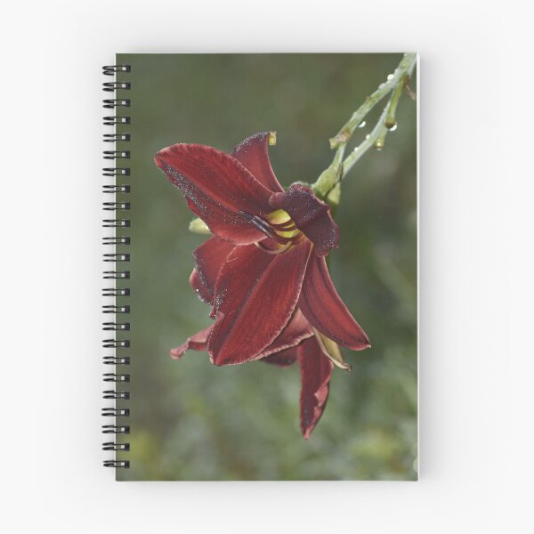 Item preview, Dramatic Burgundy Daylily Macro Photography designed and sold by TathataPhotos.
