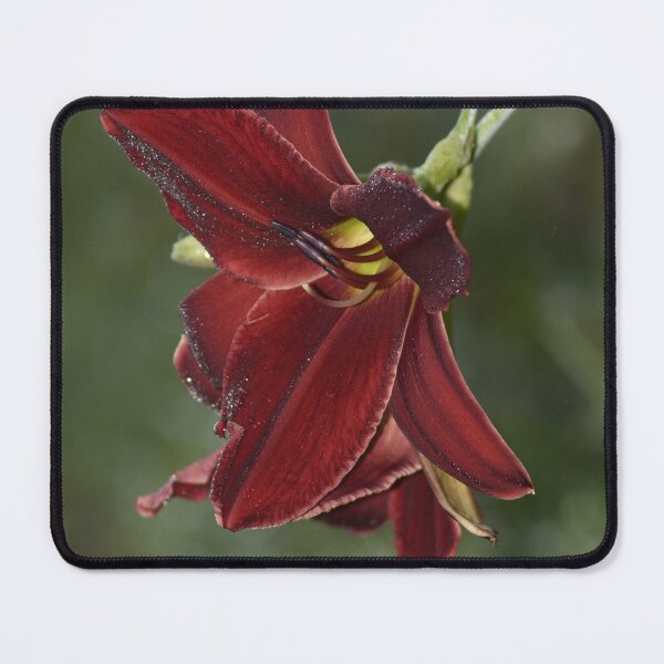 Item preview, Dramatic Burgundy Daylily Macro Photography designed and sold by TathataPhotos.