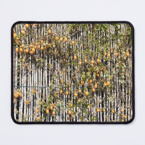 Item preview, Ripe Passion fruit Vine Climbing Bamboo Fence With Orange and Green Fruits in Garden designed and sold by Nmallia.