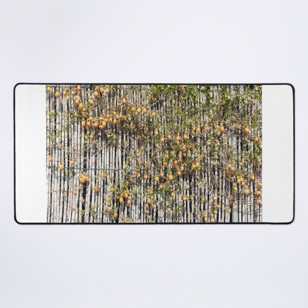 Item preview, Ripe Passion fruit Vine Climbing Bamboo Fence With Orange and Green Fruits in Garden designed and sold by Nmallia.
