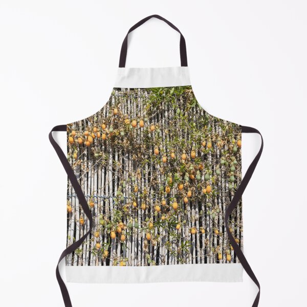 Item preview, Ripe Passion fruit Vine Climbing Bamboo Fence With Orange and Green Fruits in Garden designed and sold by Nmallia.