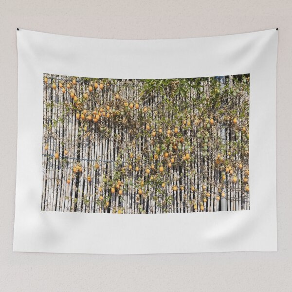 Item preview, Ripe Passion fruit Vine Climbing Bamboo Fence With Orange and Green Fruits in Garden designed and sold by Nmallia.