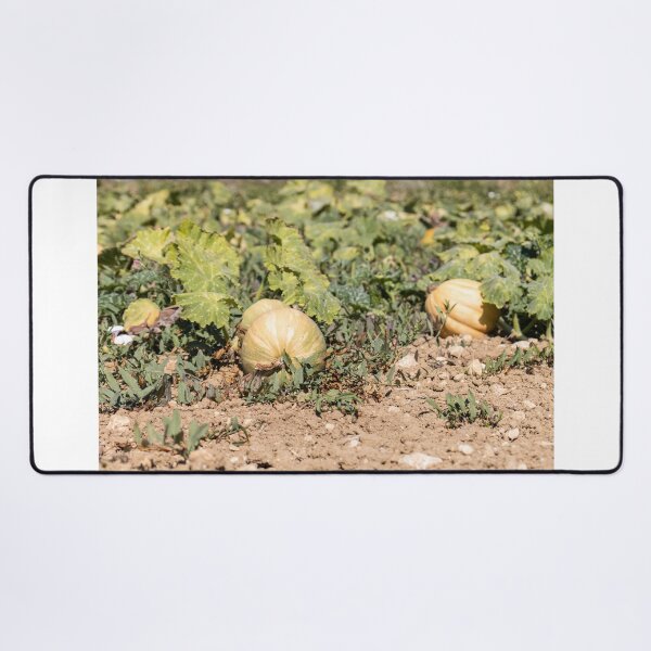 Item preview, Ripe Pumpkins On Vines In Sunny Farm Field Ready For Autumn Harvest And Market designed and sold by Nmallia.