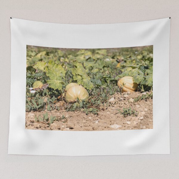 Item preview, Ripe Pumpkins On Vines In Sunny Farm Field Ready For Autumn Harvest And Market designed and sold by Nmallia.
