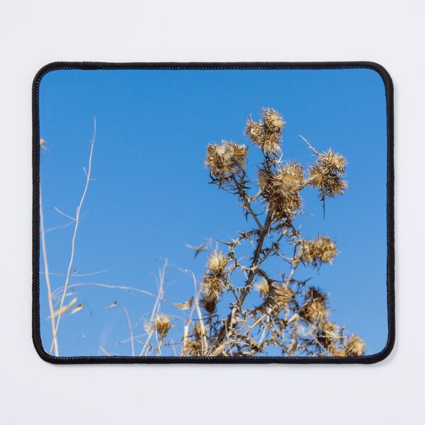 Item preview, Dry Thistle Seedheads Against Clear Blue Sky in Arid Wild Grass Field designed and sold by Nmallia.