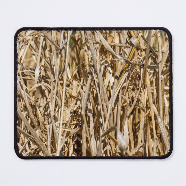 Item preview, Close-Up Of Dry Tall Grass And Straw Reeds In A Sunlit Field Texture designed and sold by Nmallia.