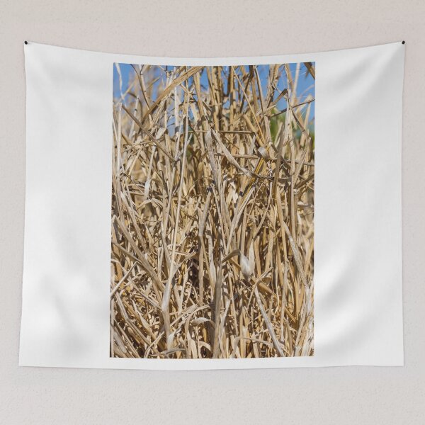 Item preview, Close-Up Of Dry Tall Grass And Straw Reeds In A Sunlit Field Texture designed and sold by Nmallia.