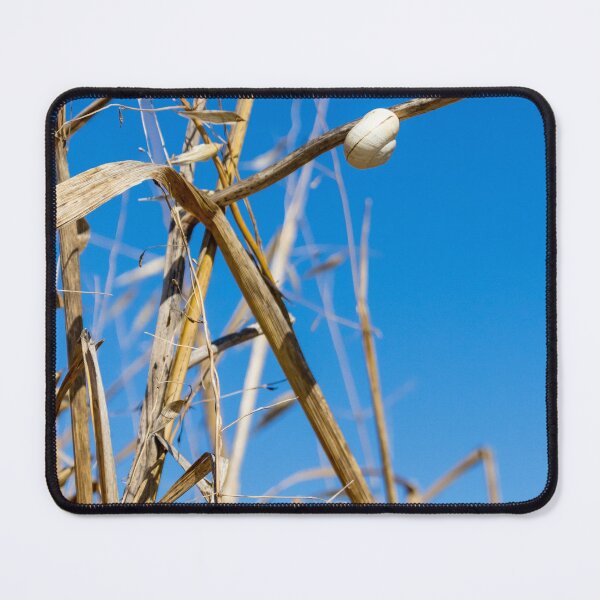 Item preview, White Snail Shell Clinging To Dry Grass Stem Against Clear Blue Sky Nature Closeup designed and sold by Nmallia.