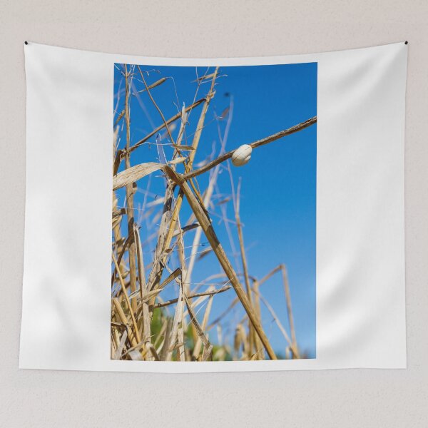 Item preview, White Snail Shell Clinging To Dry Grass Stem Against Clear Blue Sky Nature Closeup designed and sold by Nmallia.