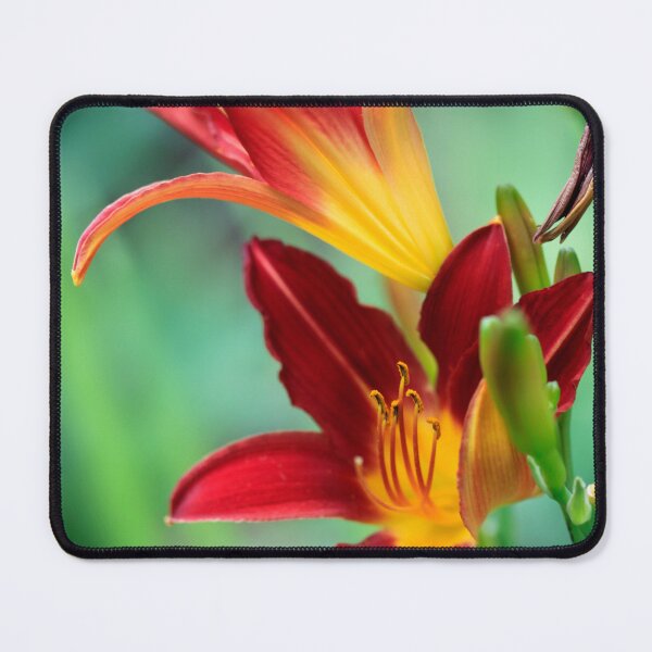 Item preview, Red lilies on nature background designed and sold by olena2552.