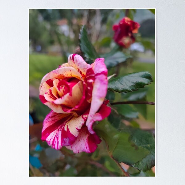 Item preview, Spanish rose designed and sold by PigmenAlma.