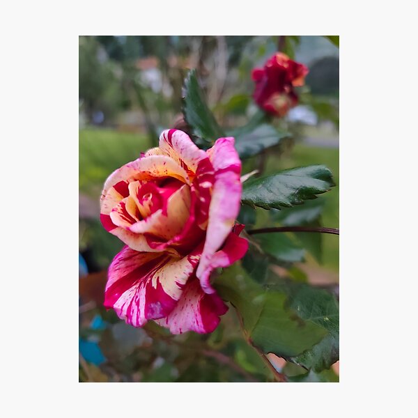 Item preview, Spanish rose designed and sold by PigmenAlma.