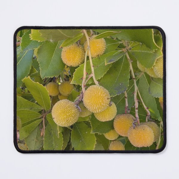 Item preview, Ripening Yellow and Orange Strawberry Tree Fruit Hanging Amidst Green Leaves ﻿ designed and sold by gaohao1.