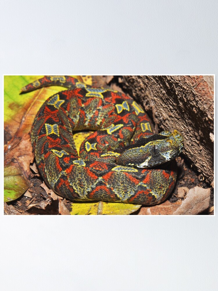 rhinoceros viper