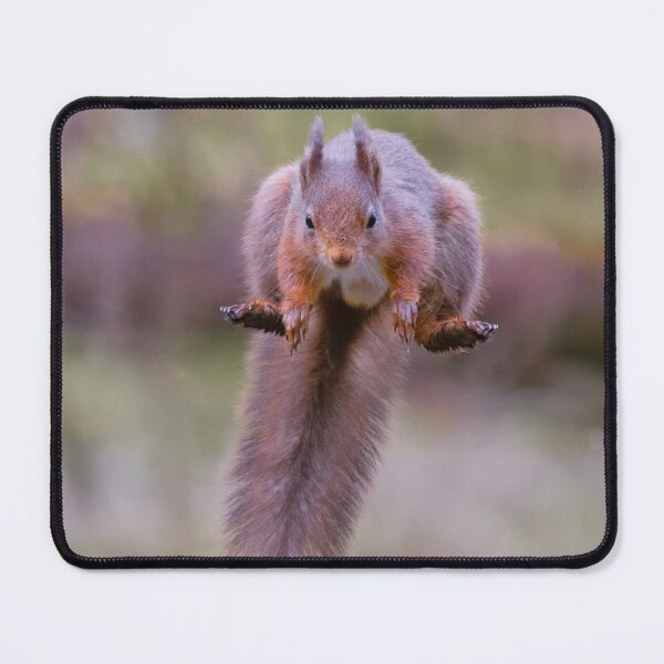 Item preview, Red squirrel in mid flight leaping designed and sold by alan tunnicliffe.