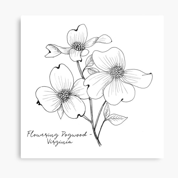 Virginia Flowering Dogwood State Flower Illustration Metal Print