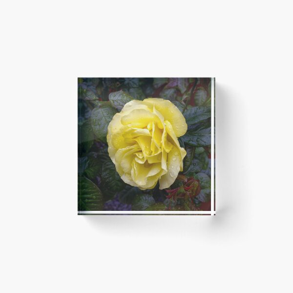 Item preview, Yellow rose with water drops designed and sold by alan tunnicliffe.