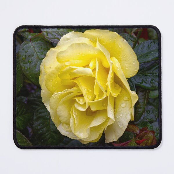 Item preview, Yellow rose with water drops designed and sold by alan tunnicliffe.