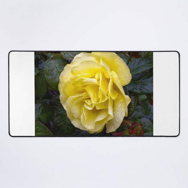 Item preview, Yellow rose with water drops designed and sold by alan tunnicliffe.