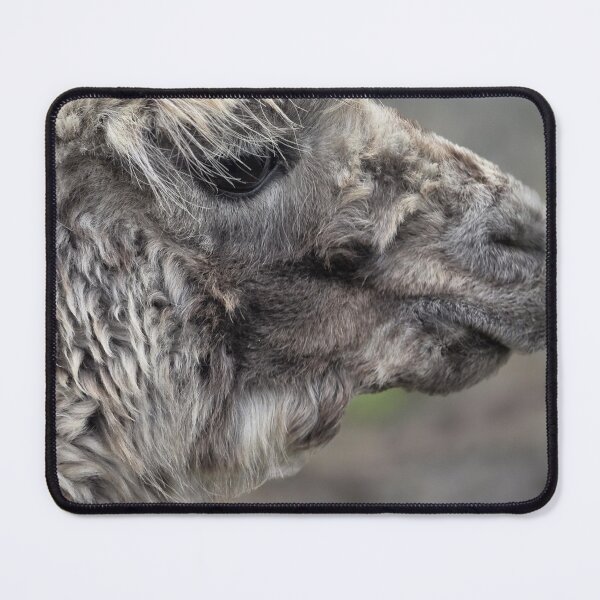 Item preview, Alex the Alpaca says Hello from Ireland.  designed and sold by Visitupstate.