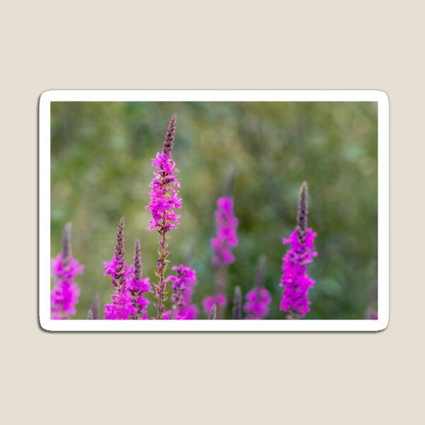 Item preview, Magenta Wildflower Spikes designed and sold by Rabee Khalil Photography.