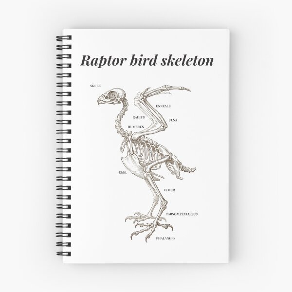 Item preview, Raptor Bird Skeleton Vintage Anatomy Diagram Scientific Print designed and sold by NullSpacePrints.