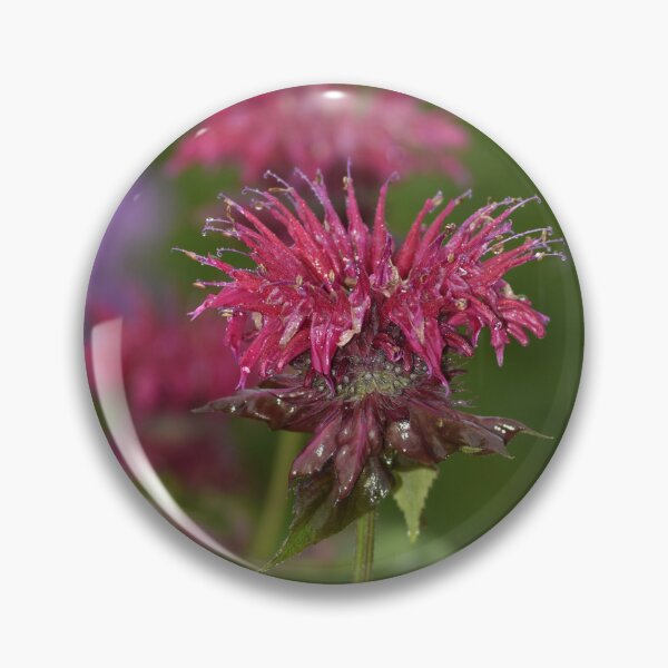 Item preview, Vibrant Crimson Bee Balm Flower Photography designed and sold by TathataPhotos.