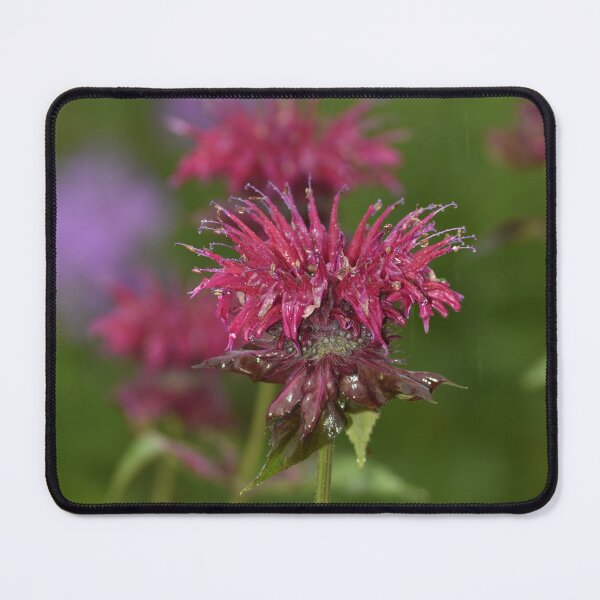 Item preview, Vibrant Crimson Bee Balm Flower Photography designed and sold by TathataPhotos.